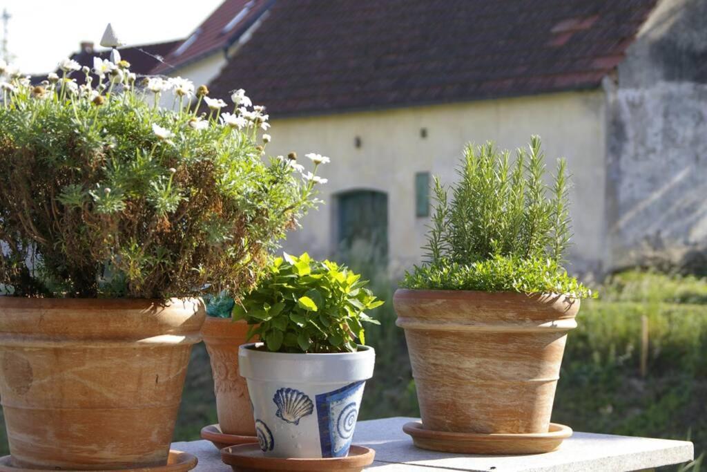 Ferienwohnung Sachsenberg Keine Monteure Hadersdorf am Kamp Ngoại thất bức ảnh